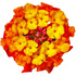 West Indian lantana